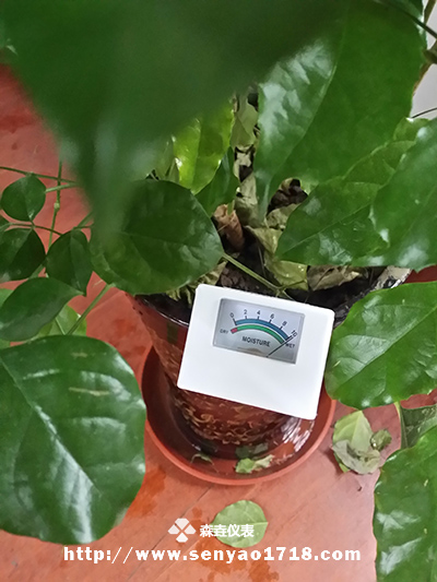 土壤濕度計(jì)的應(yīng)用之幸福樹.jpg