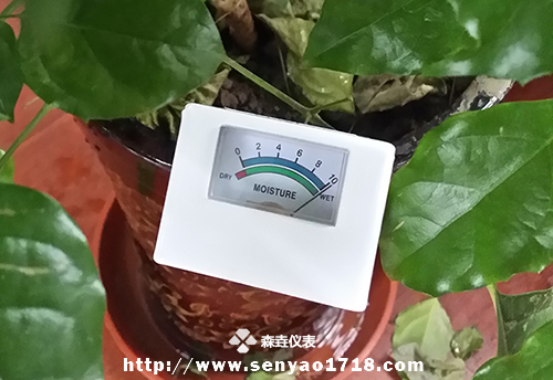 土壤濕度計(jì)的應(yīng)用之幸福樹1.jpg