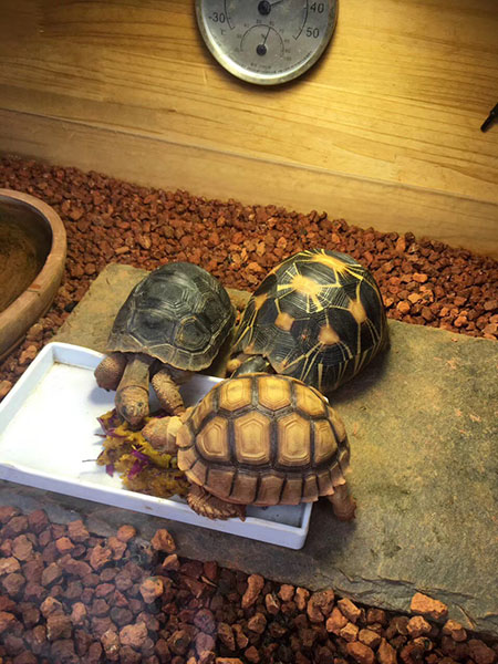 安哥洛卡象龜怎么養(yǎng) (1).jpg